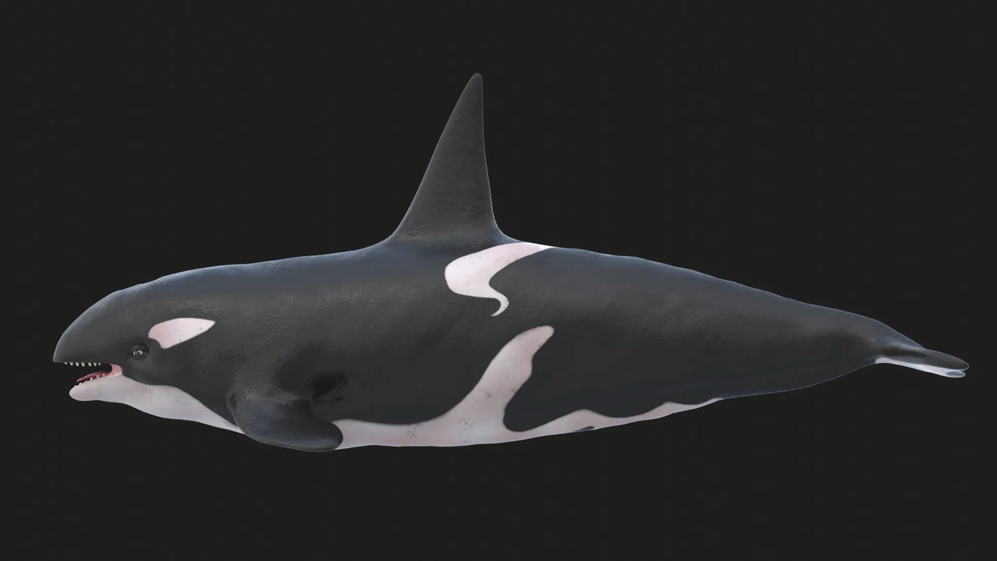 Realistic Killer Whale Rigged and Animated 3D Model