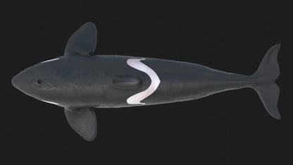 Realistic Killer Whale Rigged and Animated 3D Model