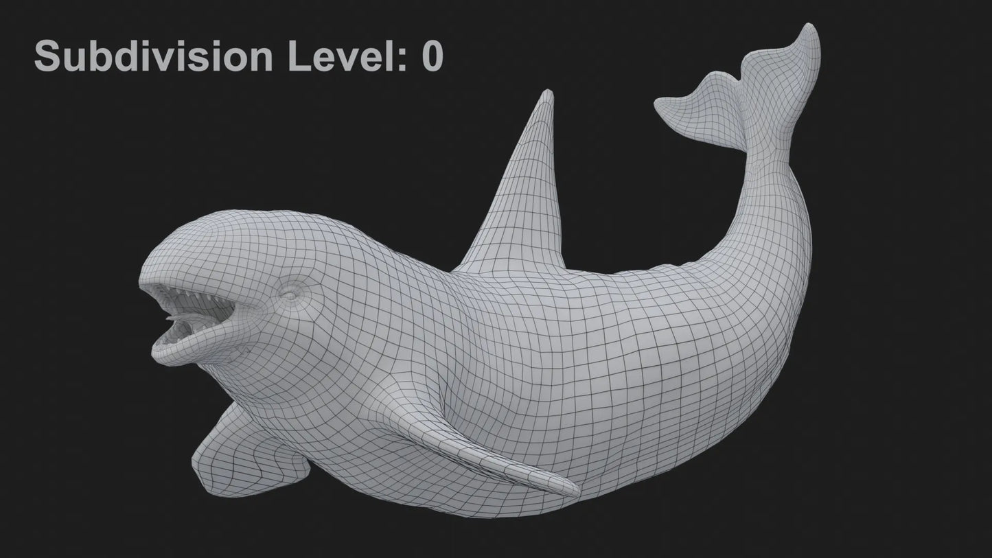 Realistic Killer Whale Rigged and Animated 3D Model