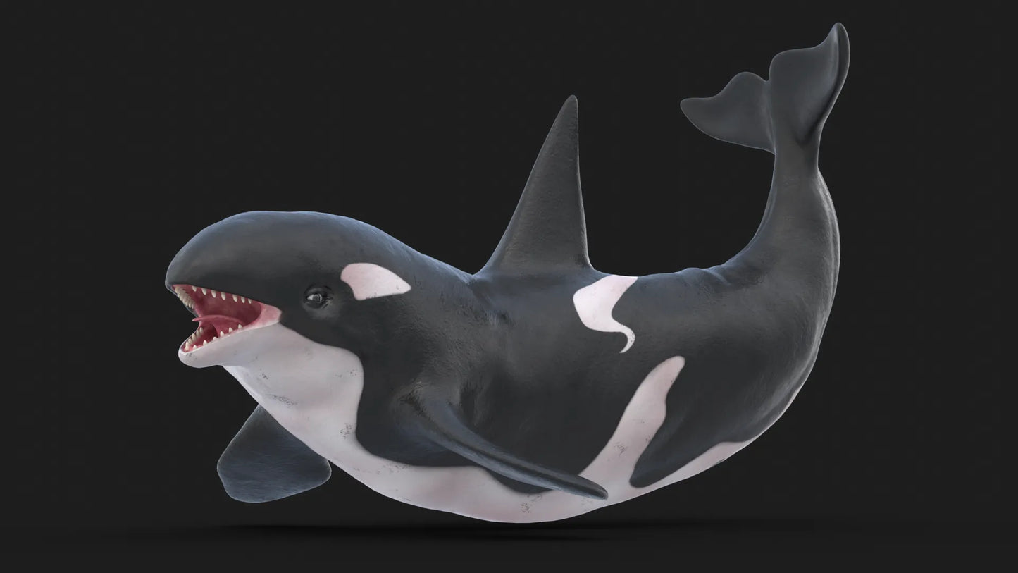 Realistic Killer Whale Rigged and Animated 3D Model