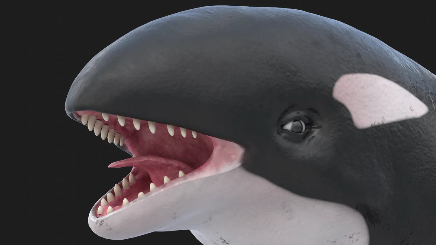 Realistic Killer Whale Rigged and Animated 3D Model