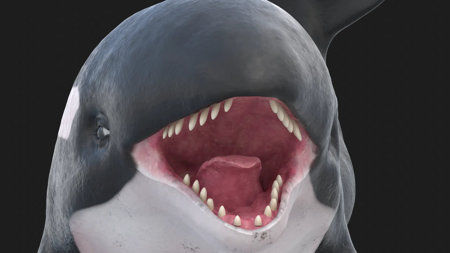 Realistic Killer Whale Rigged and Animated 3D Model