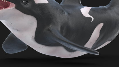 Realistic Killer Whale Rigged and Animated 3D Model