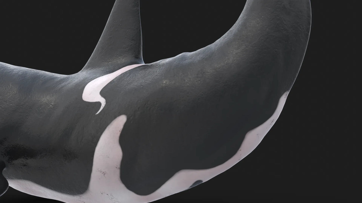 Realistic Killer Whale Rigged and Animated 3D Model