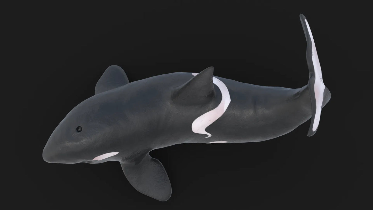 Realistic Killer Whale Rigged and Animated 3D Model