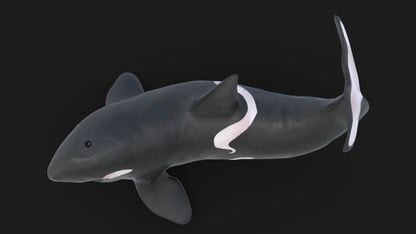 Realistic Killer Whale Rigged and Animated 3D Model