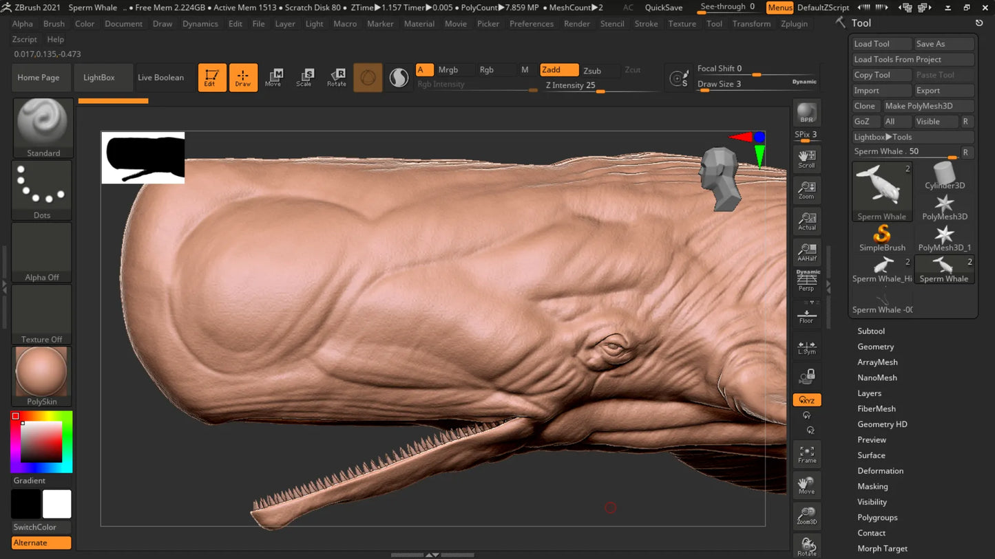 Realistic Sperm Whale Rigged 3D Model