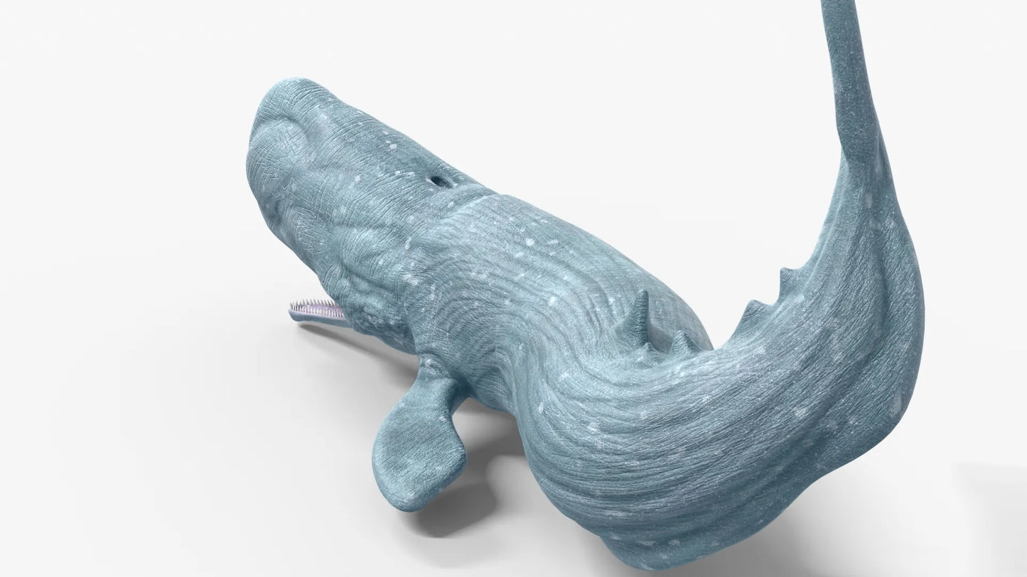 Realistic Sperm Whale Rigged 3D Model