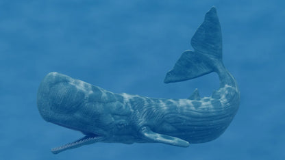 Realistic Sperm Whale Rigged 3D Model