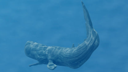 Realistic Sperm Whale Rigged 3D Model