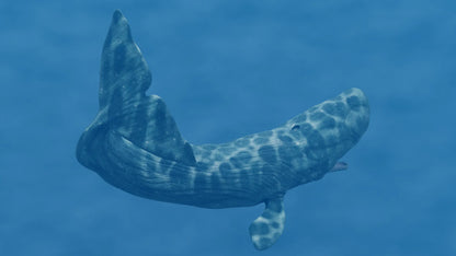 Realistic Sperm Whale Rigged 3D Model