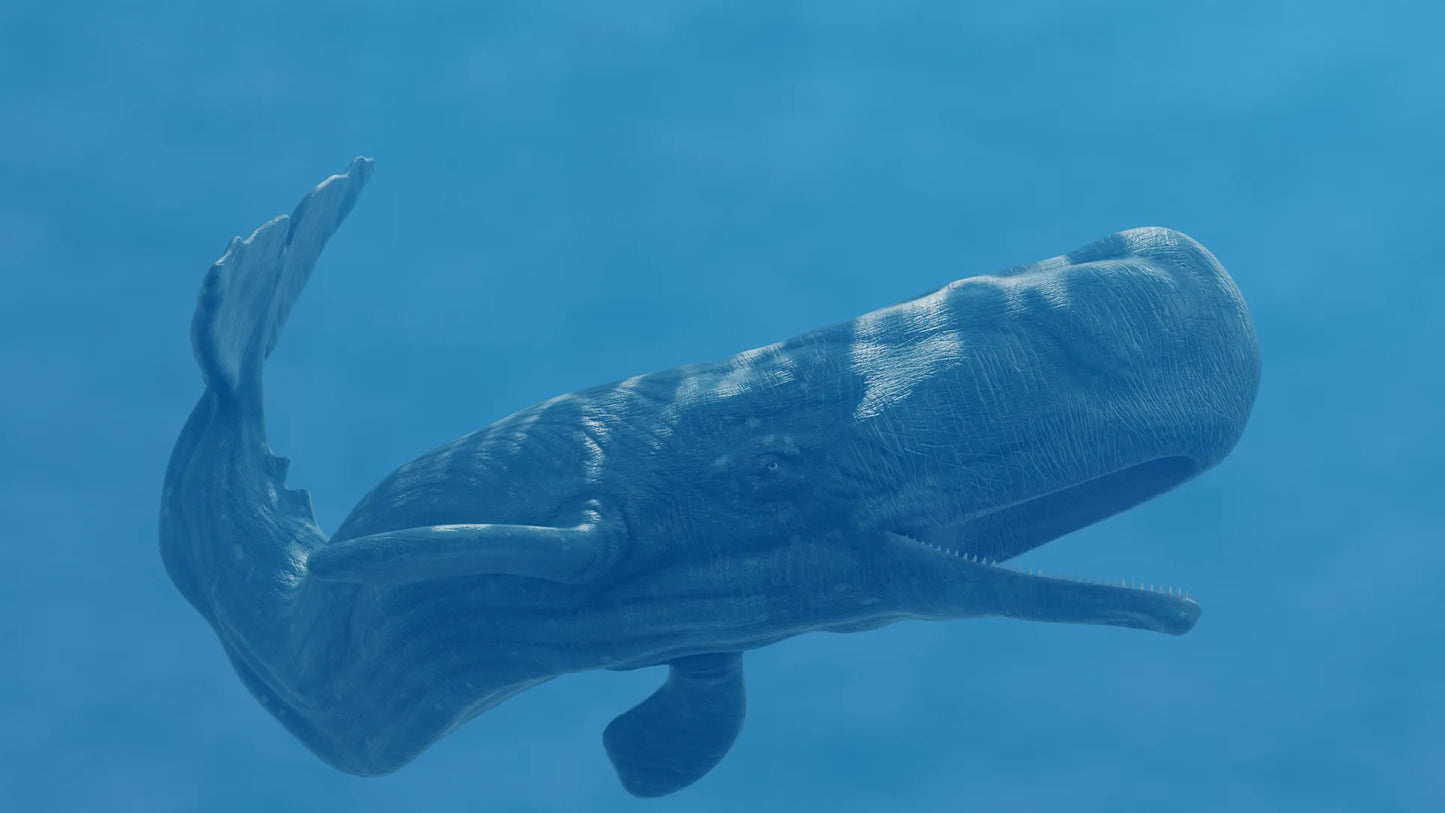 Realistic Sperm Whale Rigged 3D Model