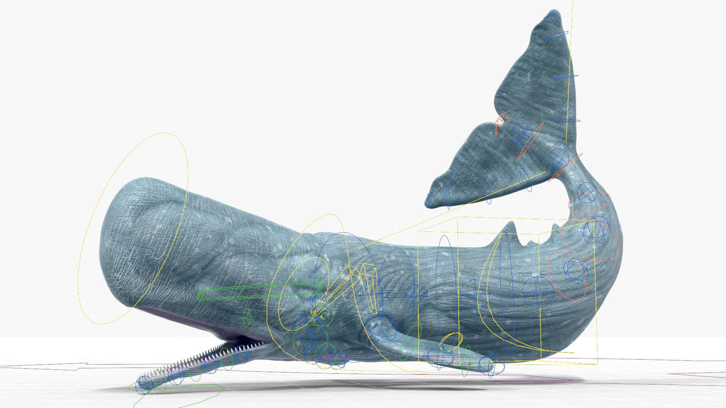 Realistic Sperm Whale Rigged 3D Model