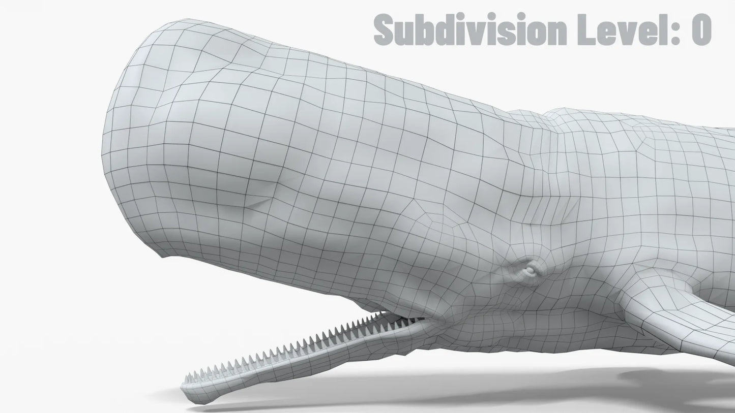 Realistic Sperm Whale Rigged 3D Model