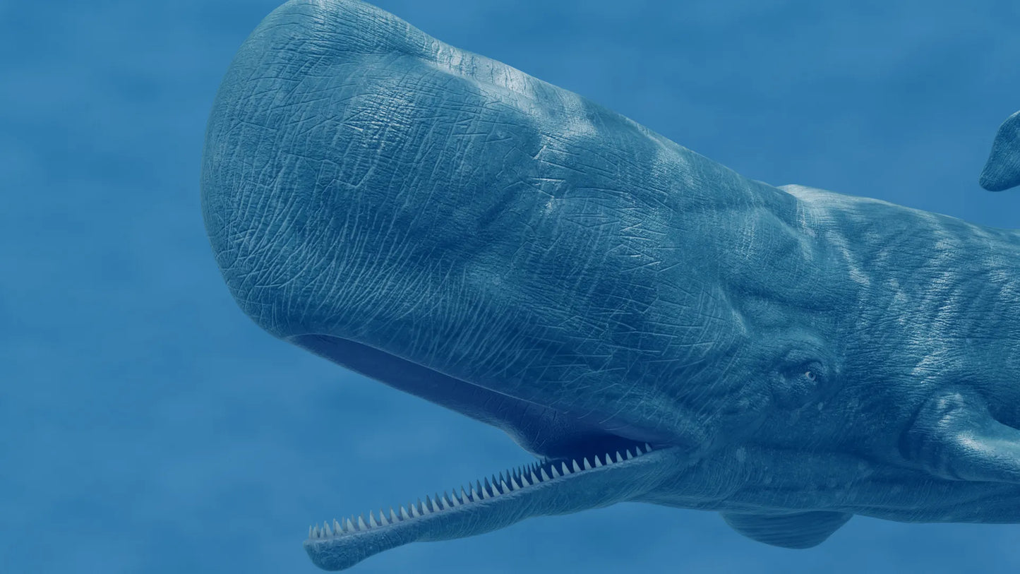 Realistic Sperm Whale Rigged 3D Model