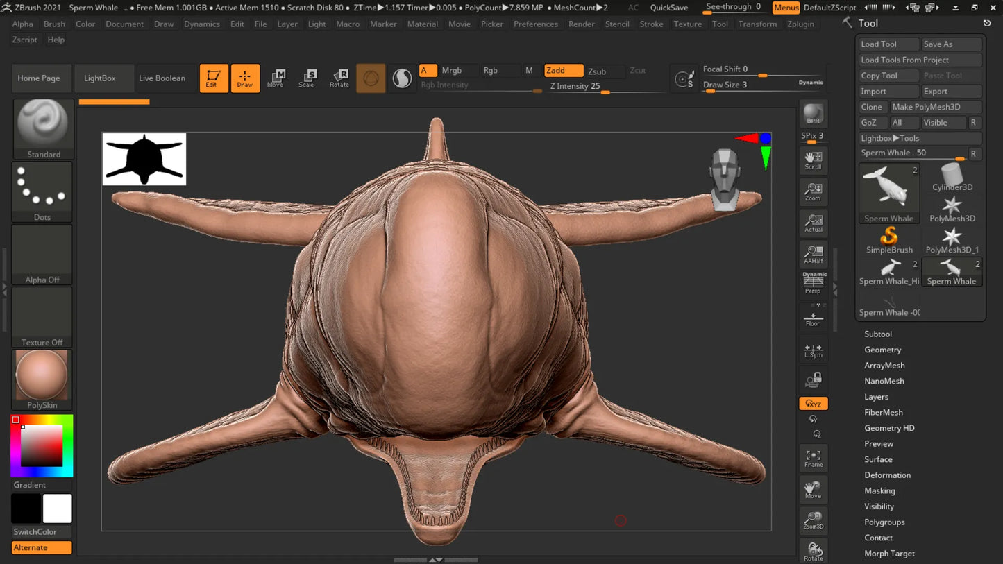 Realistic Sperm Whale Rigged 3D Model