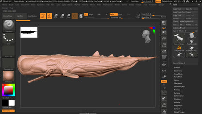 Realistic Sperm Whale Rigged 3D Model