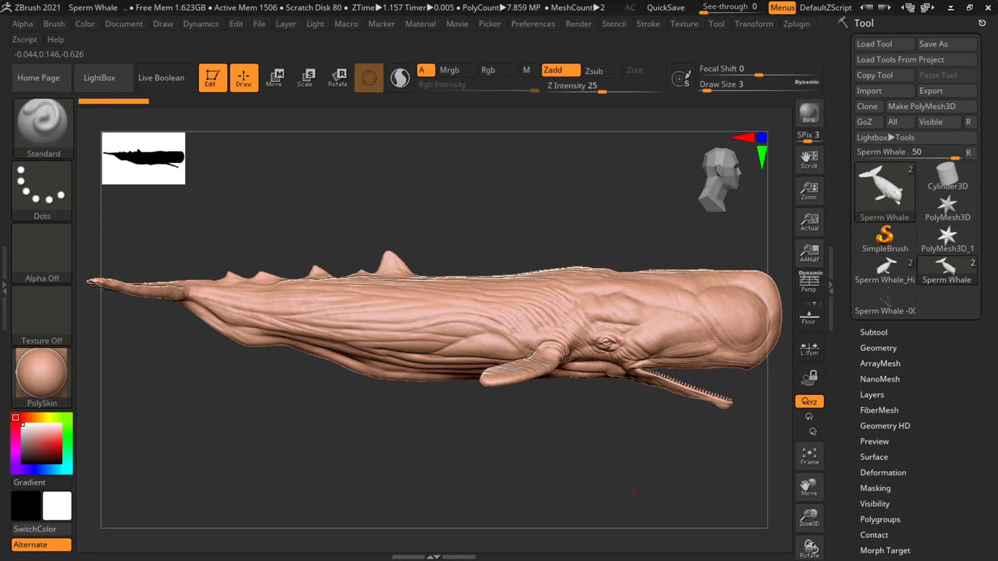 Realistic Sperm Whale Rigged 3D Model