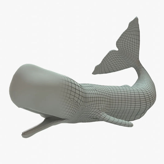 Sperm Whale 3D Model Rigged Basemesh