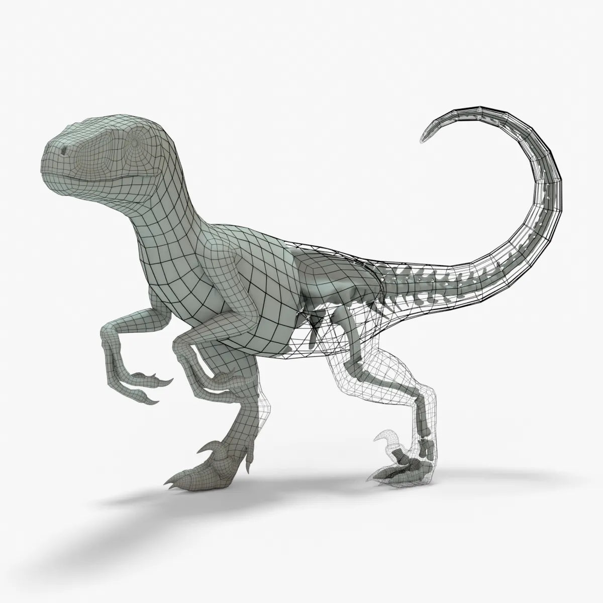 Velociraptor 3D Model Rigged Basemesh Skeleton