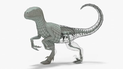 Velociraptor 3D Model Rigged Basemesh Skeleton