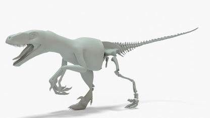 Velociraptor 3D Model Rigged Basemesh Skeleton