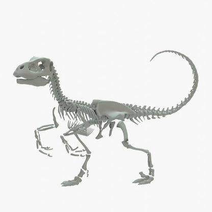 Velociraptor 3D Model Rigged Basemesh Skeleton