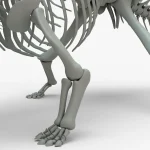 Ankylosaurus Rigged Skeleton(10)