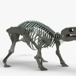Ankylosaurus Rigged Skeleton(13)