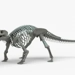 Ankylosaurus Rigged Skeleton(15)