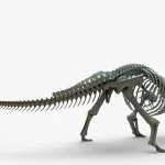 Ankylosaurus Rigged Skeleton(16)