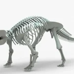 Ankylosaurus Rigged Skeleton(17)