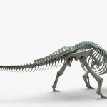 Ankylosaurus Rigged Skeleton(5)