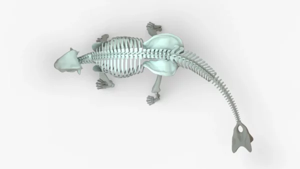 Ankylosaurus Skeleton 3D Model