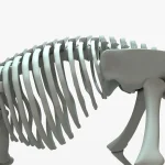 Ankylosaurus Rigged Skeleton(9)