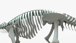 Ankylosaurus Skeleton 3D Model