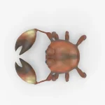 Crab 3d model(8)