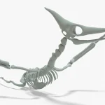 Pteranodon Rigged Basemesh Skeleton(11)