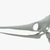 Pteranodon Skeleton 3D Model