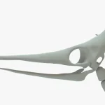 Pteranodon Rigged Basemesh Skeleton(13)