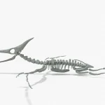 Pteranodon Rigged Basemesh Skeleton(15)