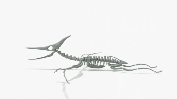 Pteranodon Rigged Skeleton 3D Model 3D Model Creature Guard 3