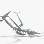 Pteranodon Rigged Basemesh Skeleton(16)