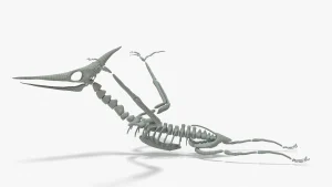 Pteranodon Skeleton 3D Model
