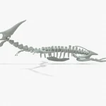 Pteranodon Rigged Basemesh Skeleton(20)