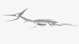 Pteranodon Skeleton 3D Model