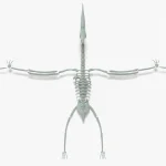 Pteranodon Rigged Basemesh Skeleton(22)