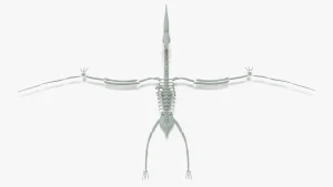 Pteranodon Skeleton 3D Model