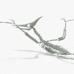 Pteranodon Rigged Basemesh Skeleton(7)