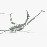 Pteranodon Rigged Basemesh Skeleton(9)